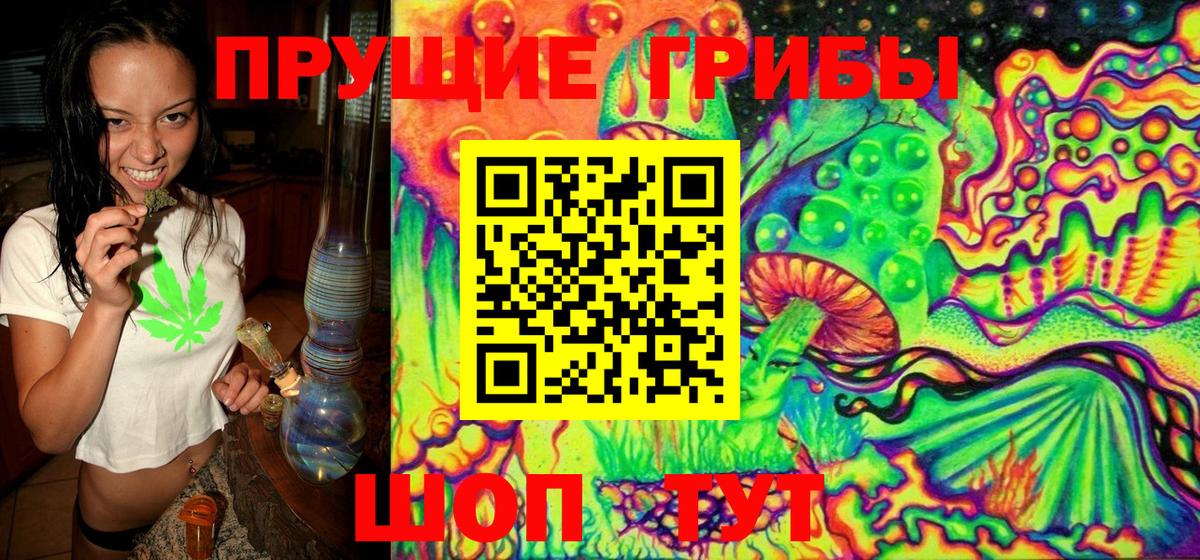 Псилоцибиновые грибы Cubensis Лесной